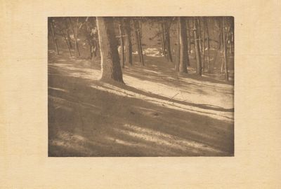 une photo en noir et blanc représentant une zone boisée avec des arbres