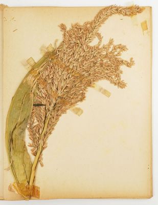 un vieux livre sur lequel repose une plante séchée
