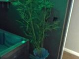 a plant in a vase next to a bathtub in a bathroom