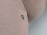 close up of a person ' s arm with a small insect on it