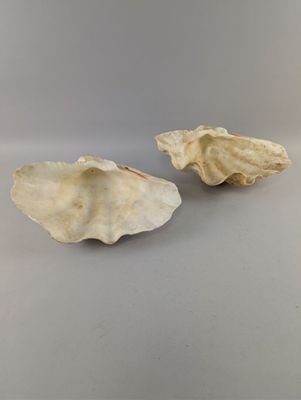une paire de coquilles d'huîtres posées sur une surface grise