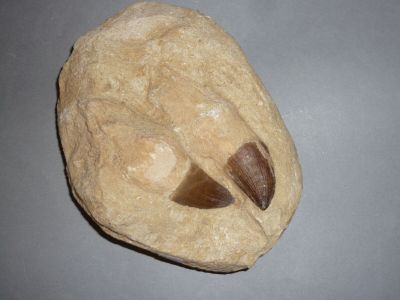 un rocher d'où dépasse un morceau de bois
