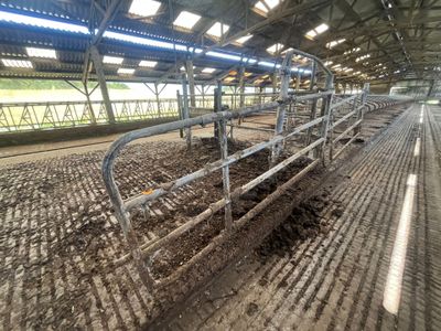 de nombreuses vaches qui se trouvent à l'intérieur d'un bâtiment