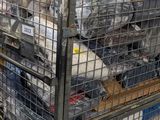 a large metal cage filled with lots of items
