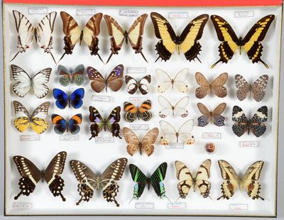 de nombreux types de papillons différents présentés dans une vitrine