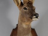 tête de cerf fixée sur une plaque en bois, sur fond blanc