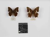 deux papillons dans une vitrine posée sur une surface blanche
