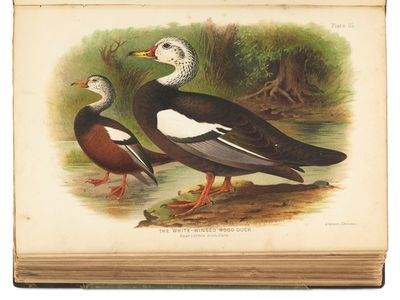 deux canards côte à côte près d'un plan d'eau