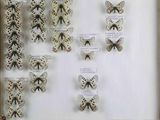 a lot of butterflies that are on display in a frame