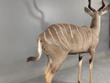 a large antelope that is standing in a room
