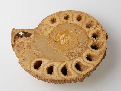 a piece of pie on a white surface with holes in it