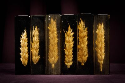 four glass vases with dried wheat in them on a purple surface