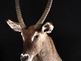 a large antelope with long horns on a black background