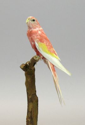 Perruche de Bourke mutation rubino - Neopsephotus bourkii - …