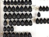 a picture of a wall with lots of black bugs on it