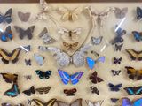 a display of butterflies in a glass case