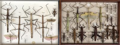 two pictures of a display of insects in a glass case
