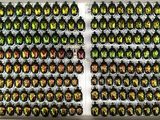 a lot of beetles that are in a white box