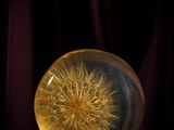 an image of a glass ball with a dandelion inside