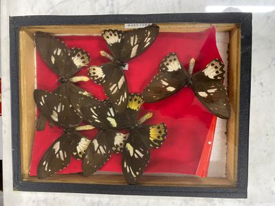 a picture of a display of butterflies in a wooden box