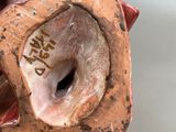 a figurine of a dog with its mouth open