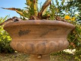 une plante posée dans un pot, sur un rocher