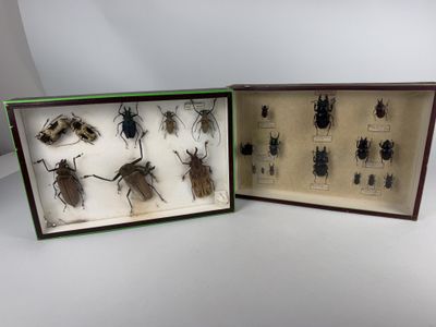 two display cases with various insects in them