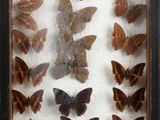 a lot of butterflies in a shadow box on the wall
