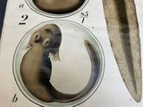 two pictures of a sea otter and a feather on a table