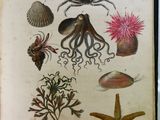 un vieux livre présentant toute une série d'animaux marins de toutes sortes