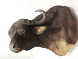 une tête de taureau accrochée au mur d'une pièce