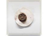 a chocolate muffin on a paper plate on a white surface