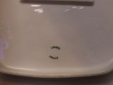 a white plate with green writing on it on a table