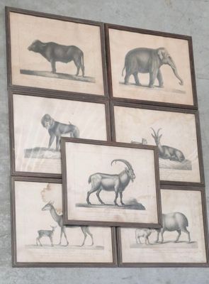 four framed pictures of different animals on the wall