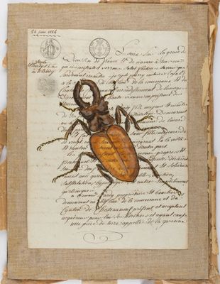 un dessin représentant un coléoptère sur une feuille de papier comportant des inscriptions