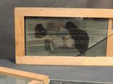 a picture of a cat that is sitting in front of a mirror