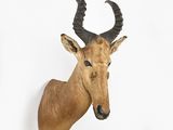 a deer head mounted on the wall of a white room