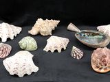 beaucoup de coquillages posés sur une table