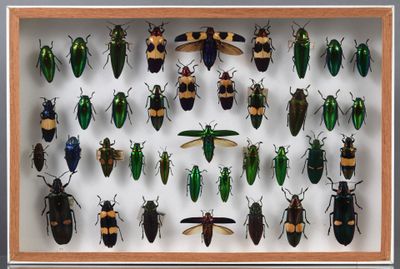 une vitrine encadrée présentant diverses espèces de coléoptères, dans un cadre en bois
