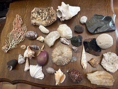 de nombreux types de coquillages différents posés sur une table en bois
