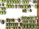 many green beetles on display in a display case