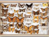 de nombreux types de papillons différents présentés dans une boîte d'ombrage