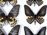 six black and yellow butterflies sitting on top of a white surface