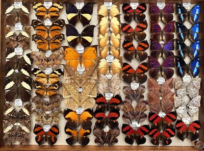 many different types of butterflies displayed in a display case