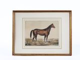 un tableau représentant un cheval debout dans un champ, sur fond blanc