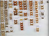 many different types of butterflies displayed in a display case