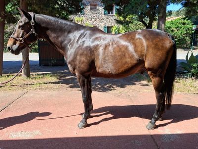 un cheval brun qui se tient sur le trottoir