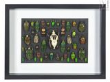a framed picture of a collection of beetles in a black frame