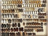 a picture of a display of beetles and other insects