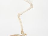 the skeleton of a bird on a wooden base on a white background